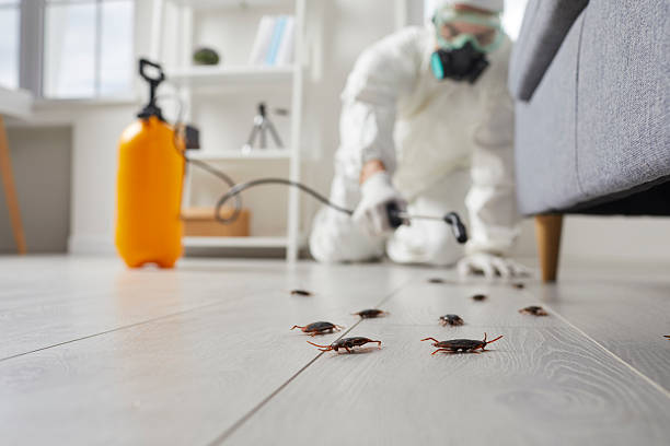 Commercial Kitchen Cockroach Control in Newton